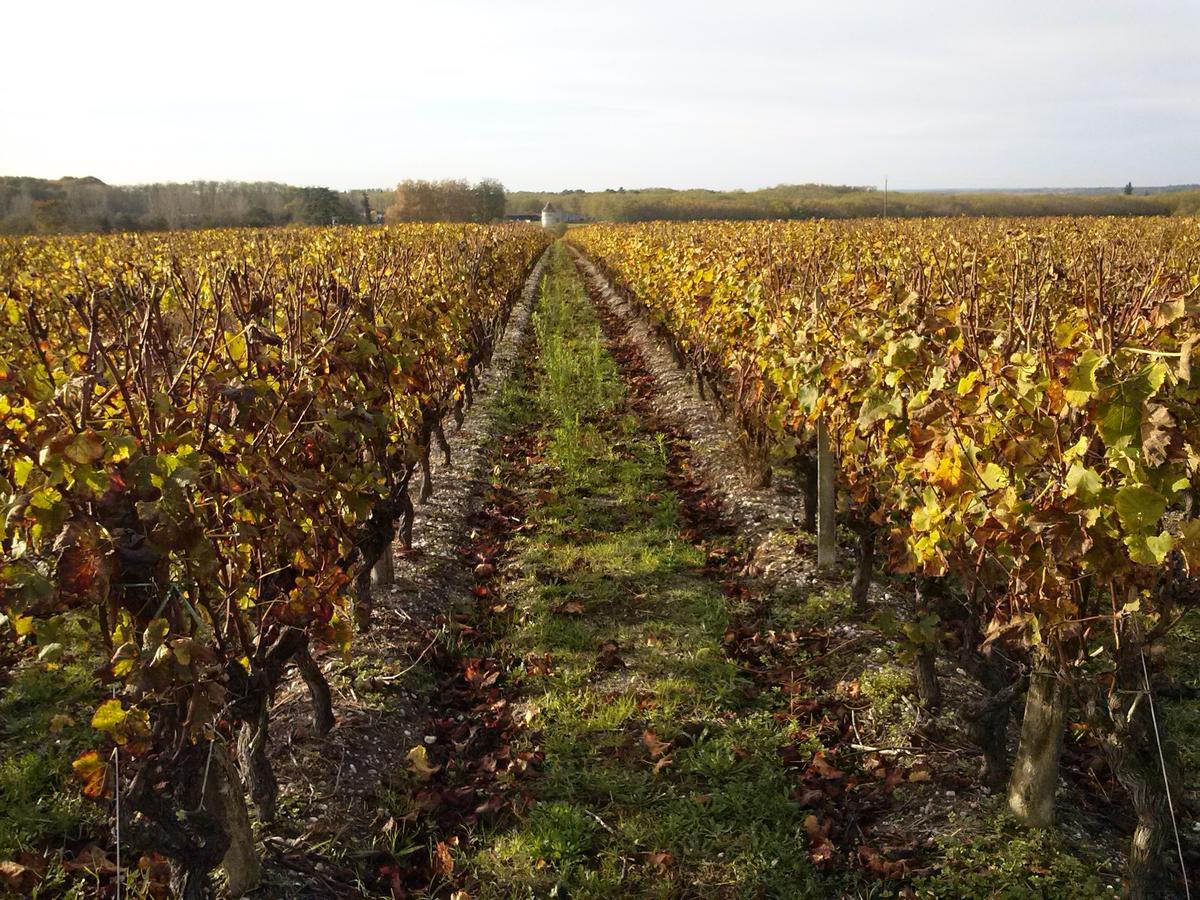 Les Ormeaux Bed and Breakfast Sauternes Buitenkant foto